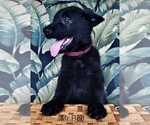 Small #24 German Shepherd Dog