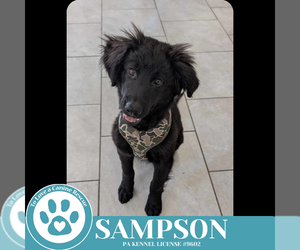 Golden Shepherd Dogs for adoption in Kimberton, PA, USA