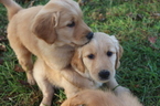 Small Photo #14 Golden Retriever Puppy For Sale in HARRISON, TN, USA