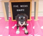 Puppy Quartz pink gir Schnauzer (Miniature)