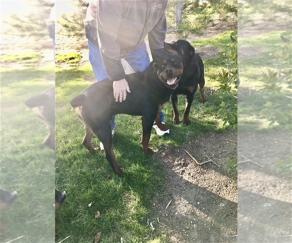 Medium Photo #10 Rottweiler Puppy For Sale in BRIGHTON, CO, USA