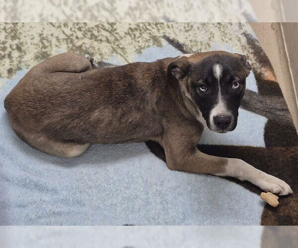 Medium Photo #1 Gerberian Shepsky Puppy For Sale in Decatur, IL, USA