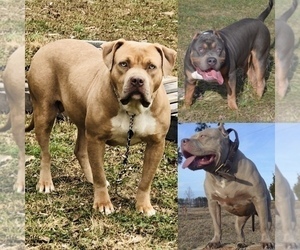 Mother of the American Bully puppies born on 12/15/2019