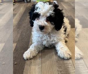Miniature Bernedoodle Puppy for sale in PAXTON, IL, USA