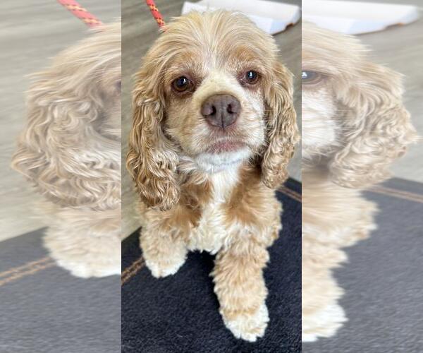 Medium Photo #4 Cocker Spaniel Puppy For Sale in Westminster, MD, USA