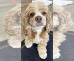 Small #3 Cocker Spaniel