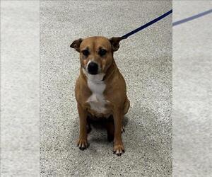 Mutt Dogs for adoption in Conroe, TX, USA