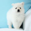 Small Photo #1 Pomeranian Puppy For Sale in FRAZER, PA, USA