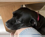 Small #7 Mastiff Mix