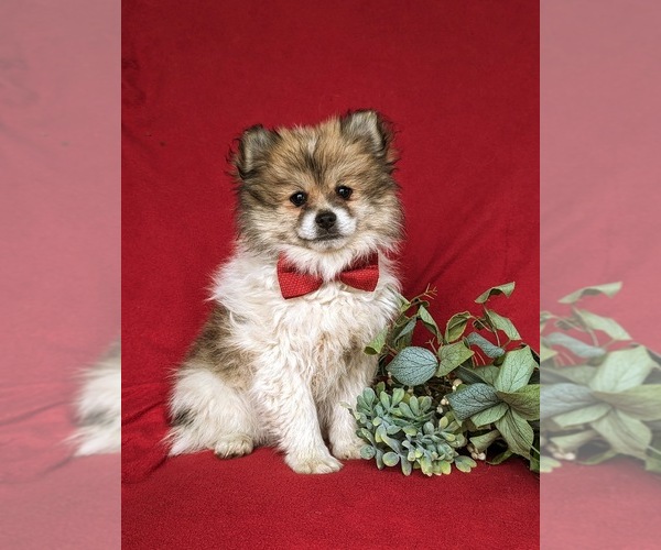 Medium Photo #1 Pomeranian Puppy For Sale in OXFORD, PA, USA