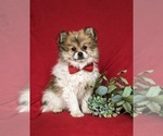 Small Photo #1 Pomeranian Puppy For Sale in OXFORD, PA, USA