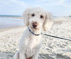Mother of the German Shorthaired Pointer-Goldendoodle Mix puppies born on 10/16/2025