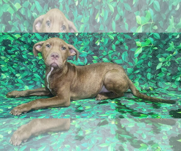Medium Photo #3 American Pit Bull Terrier-Unknown Mix Puppy For Sale in Wetumpka, AL, USA