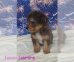 Small #1 Australian Shepherd-Poodle (Toy) Mix