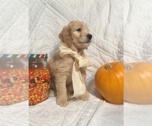 Goldendoodle Puppy for sale in SHELBYVILLE, TN, USA