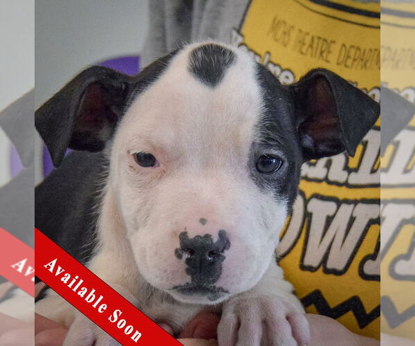 Medium Photo #1 American Staffordshire Terrier-Boxer Mix Puppy For Sale in Huntley, IL, USA