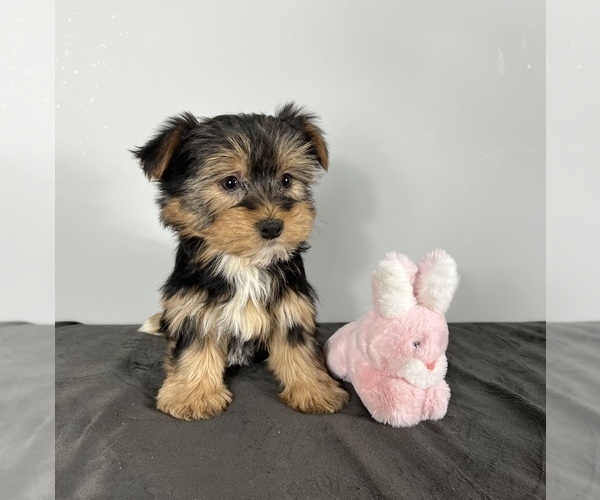Medium Photo #7 Yorkshire Terrier Puppy For Sale in FRANKLIN, IN, USA