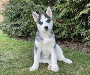 Siberian Husky Puppy for sale in NEW PROVIDENCE, PA, USA