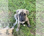 Small #5 Black Mouth Cur Mix