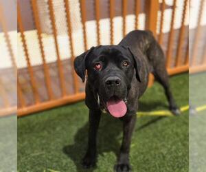 Mutt Dogs for adoption in Las Vegas, NV, USA