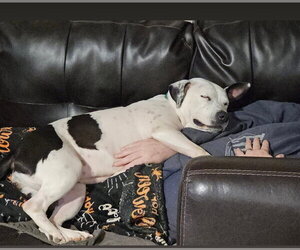 Oreo - Female Mutt Dog for Adoption - Photo #5