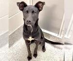 Small #2 Labrador Retriever Mix