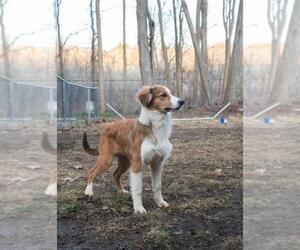 English Shepherd Puppy for sale in BREWSTER, NY, USA