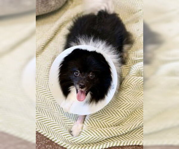 Medium Photo #1 Pomeranian Puppy For Sale in Salinas, CA, USA