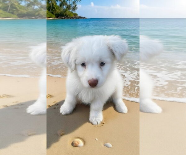 Medium Photo #3 Poodle (Miniature)-Unknown Mix Puppy For Sale in Escondido, CA, USA