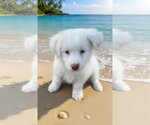 Small #2 Poodle (Miniature) Mix