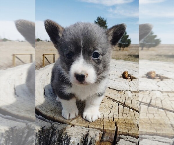 Medium Photo #1 Pembroke Welsh Corgi Puppy For Sale in KEENESBURG, CO, USA
