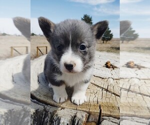 Pembroke Welsh Corgi Puppy for sale in KEENESBURG, CO, USA
