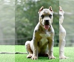 Small Photo #16 American Bully Puppy For Sale in CLEVELAND, GA, USA