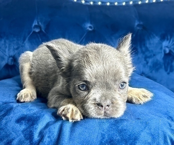 Medium Photo #7 French Bulldog Puppy For Sale in MOUNT VERNON, AL, USA