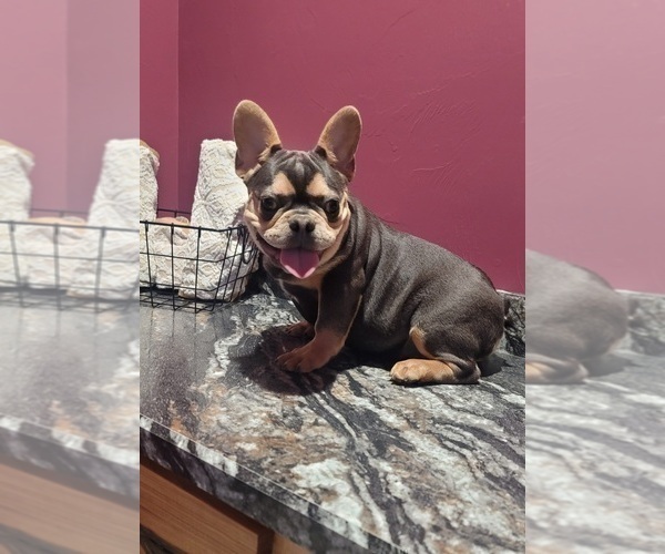 Medium Photo #2 French Bulldog Puppy For Sale in INDIANAPOLIS, IN, USA