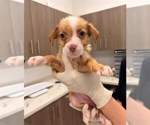 Mutt Dogs for adoption in Baytown, TX, USA