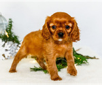 Small #1 Cavalier King Charles Spaniel