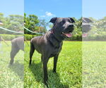 Small #2 Labrador Retriever Mix