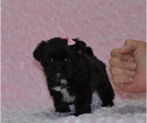 Shorkie Tzu Puppy for sale in WARRENSBURG, MO, USA