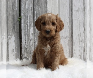 Goldendoodle Puppy for sale in MILLERSBURG, OH, USA