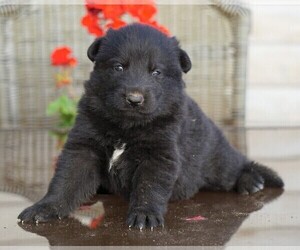 German Shepherd Dog Puppy for sale in FREDERICKSBG, OH, USA
