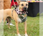 Small #1 American Pit Bull Terrier Mix