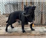 Small Chihuahua-Labrador Retriever Mix