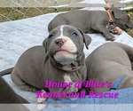 Small #7 American Pit Bull Terrier