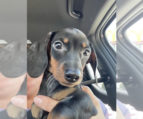 Medium Photo #1 Dachshund Puppy For Sale in SPRINGDALE, AR, USA