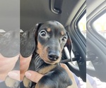 Small Photo #1 Dachshund Puppy For Sale in SPRINGDALE, AR, USA