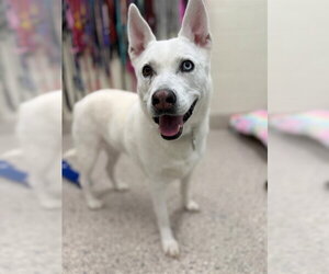 Siberian Husky Dogs for adoption in Brighton, CO, USA