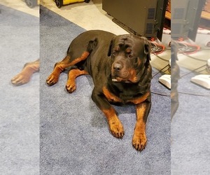 Father of the Rottweiler puppies born on 03/24/2019