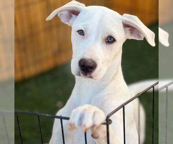 Medium Photo #6 Labrador Retriever-Unknown Mix Puppy For Sale in San Diego, CA, USA