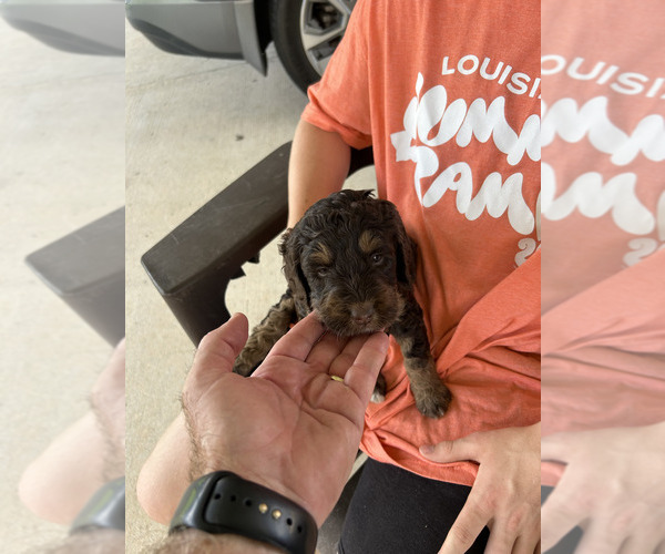 Medium Photo #4 Labradoodle Puppy For Sale in PRAIRIEVILLE, LA, USA